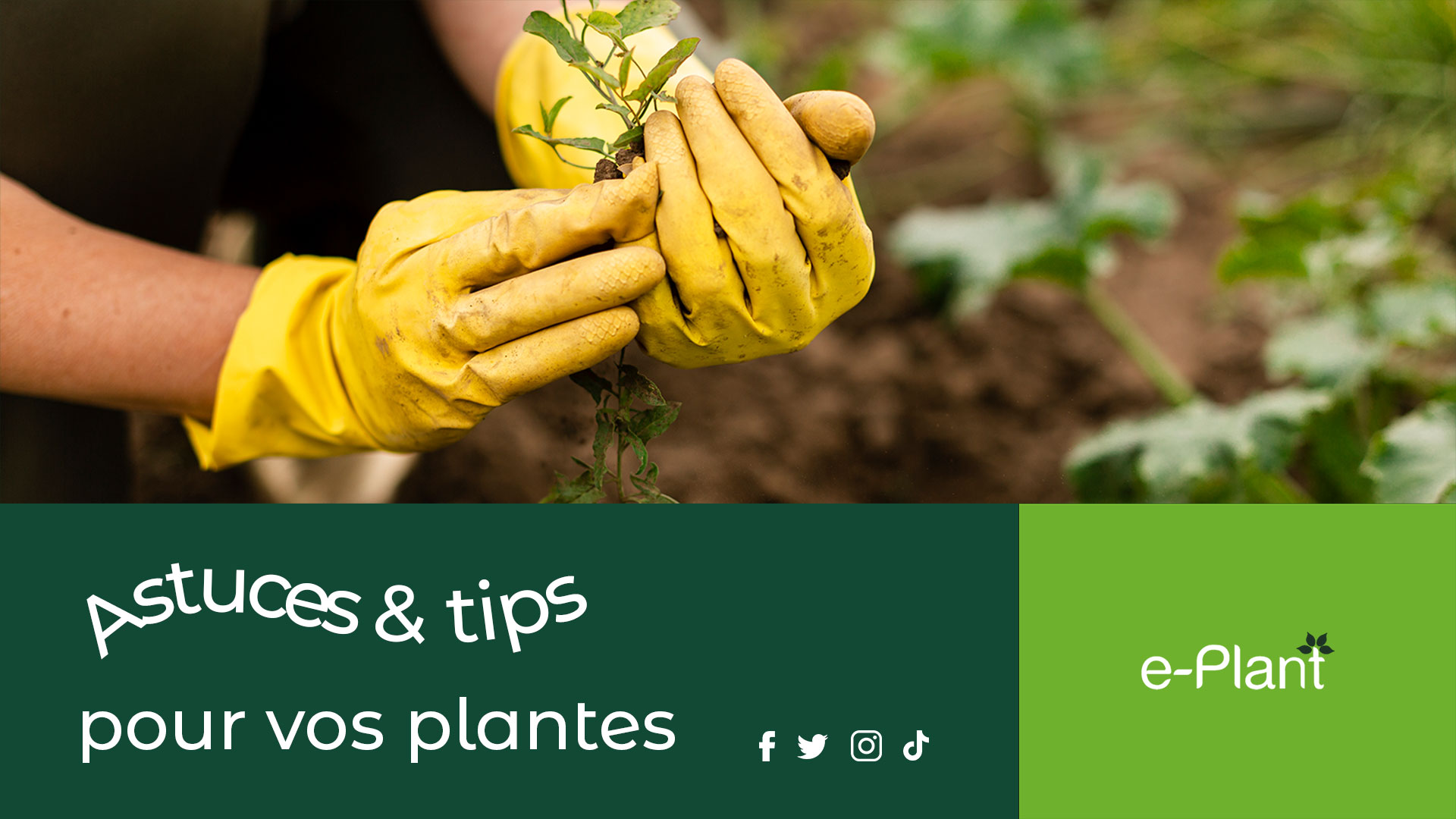 Carte tips pour le jardin aux couleurs d'e-Plant.